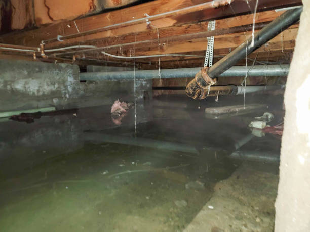 Best Flood restoration services  in Pine Hills, CA